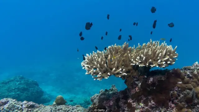 Coral no fundo do mar