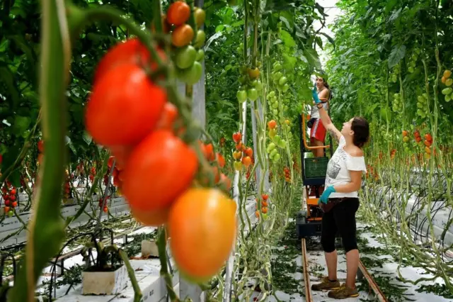 Mujeres cultivando tomates en Italia
