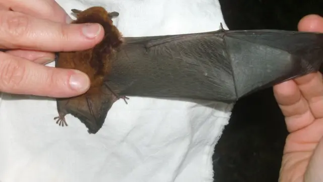 Morcego da espécie myotis ruber, no Brasil