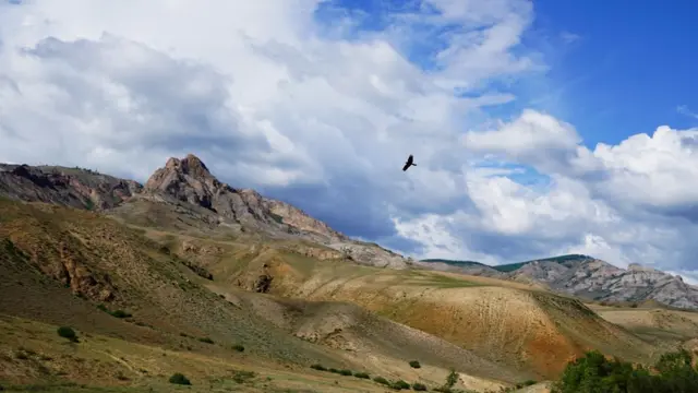 Орел в небе