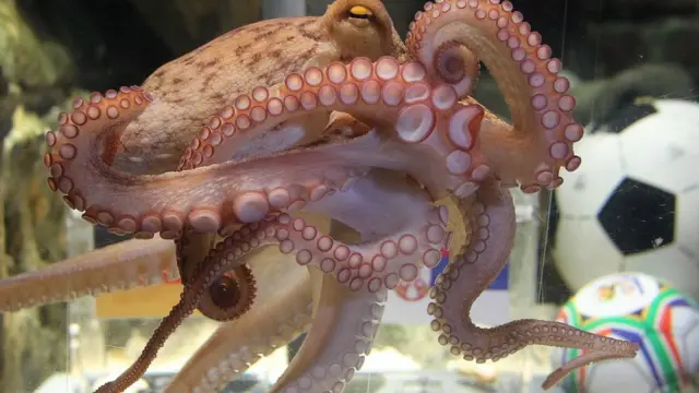 Di physic octopus wey dem call Paul