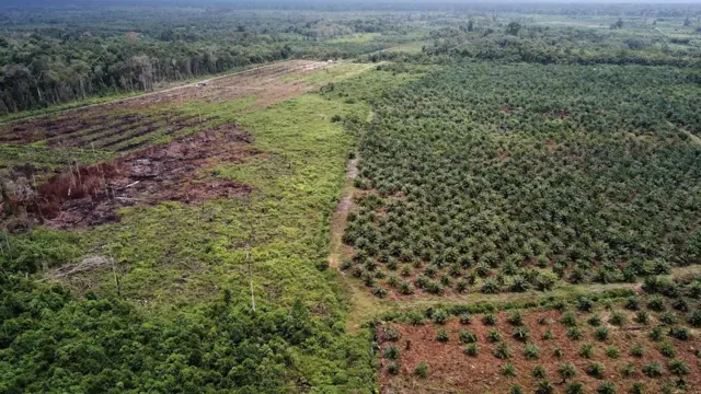 an palm oil plantation (R) in a protected area of the Rawa Singkil wildlife reserve as part of the Leuser Ecosystem in Trumon, South Aceh.
