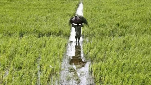 किसान, एमएसपी, न्यूनतम समर्थन मूल्य, स्टेट एडवाइज्ड प्राइस, एसएपी, राज्य परामर्श मूल्य, कृषि लागत और मूल्य आयो, सीएसीपी