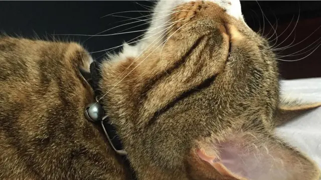 cat sleeping