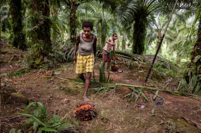 Papua, pembakaran hutan, Korindo, Korea Selatan, perkebunan sawit, Boven Digoel