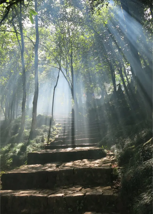 Stairs surrounded by trees and smoke with rays of sunlight shining through