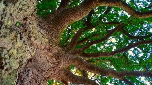 दुनिया के सारे पेड़ ख़त्म हो जाएंगे तो क्या होगा?