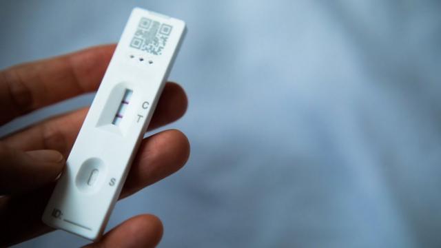 Testeroyal panda cassinocovid