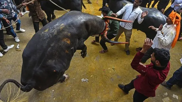 దున్నపోతు