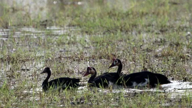 Bata Bukini Mpaa kwa Kasi