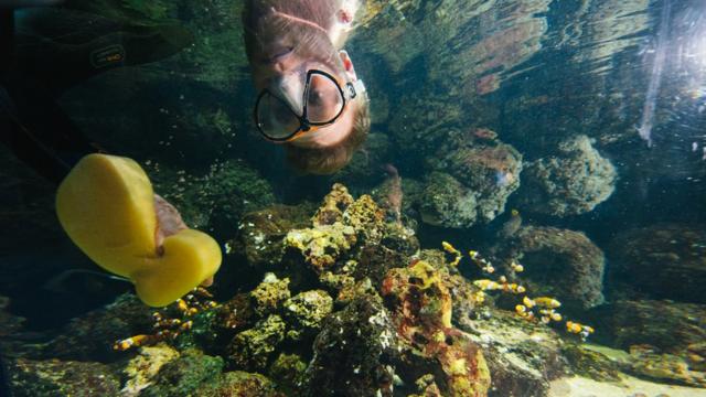 Giant ray photobombs aquarium cleaners - BBC Newsround