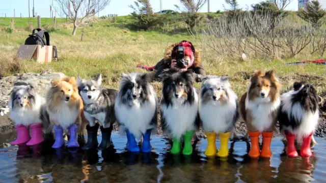 Kaylee Garrick photoshoot with dogs
