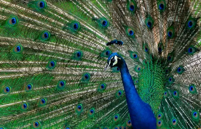 தமிழகத்தில் 6 மடங்கு அதிகரித்த மயில்கள்