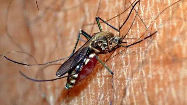 வெஸ்ட் நைல் வைரஸ் தொற்று