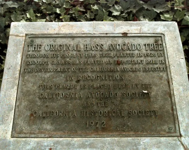 La California Avocado Society et la société historique de l'État ont reconnu la contribution de Rudolph Hass à l'industrie avec une plaque placée à côté de l'arbre mère à La Habra Heights. L'arbre a disparu, étant mort en 2002 et a été abattu, mais la plaque reste là.