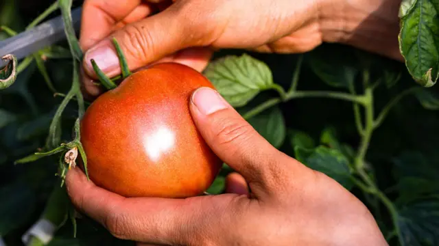 Hands picking a bright red tomato off a vine