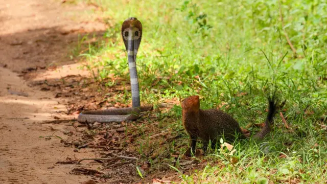 பாம்பு – கீரி