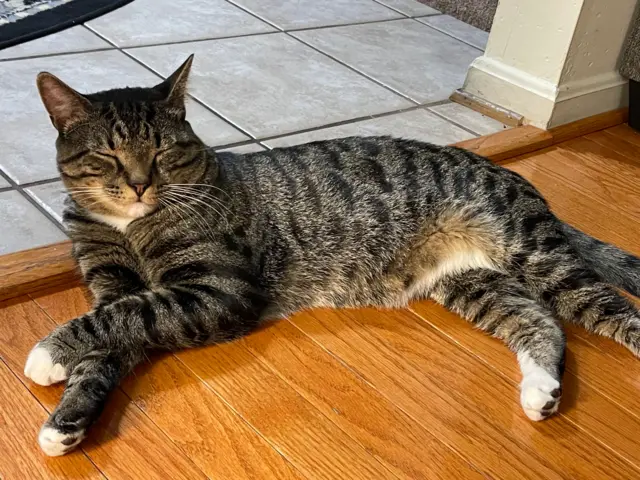 Roosevelt, le deuxième chat de la famille Sy