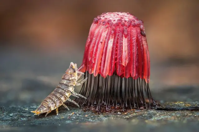 Una cochinilla se alimenta de un grupo de mohos deslizantes rojos