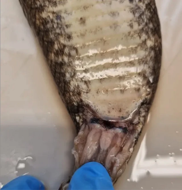 คลิตอริสของงู เป็นรูปหัวใจ