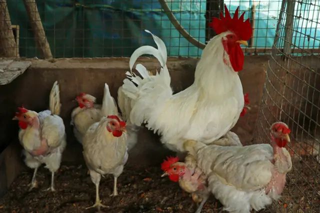 పౌల్ట్రీ రంగం