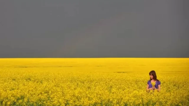 саргын талаасы