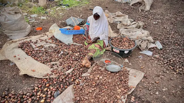 Une femme portant un foulard blanc est assise sur le sol au milieu de grands tas de noix transparentes.