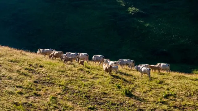 Padang rumput Pegunungan Alpen