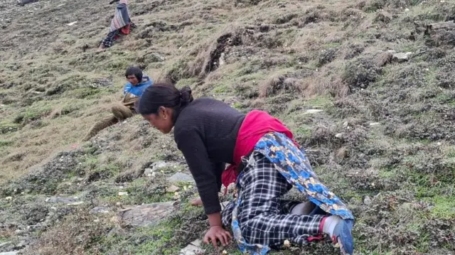 पाटनमा यार्सागुम्बा खोज्दै गरेकी एक जना महिला