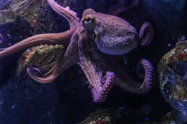 Polvo, um animal marinho de oito tentáculos