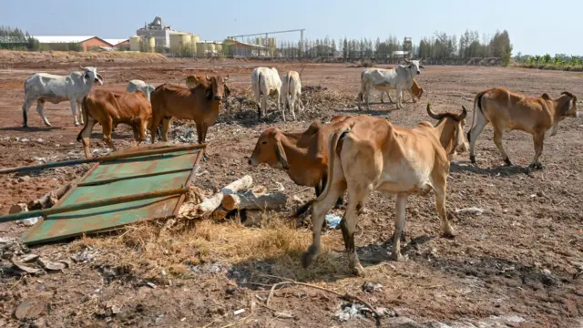 PANUMAS SANGUANWONG/BBC THAI