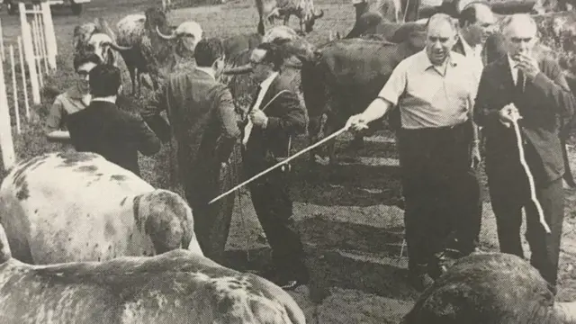 ब्राझीलमध्ये भारतीय गायींचा दबदबा