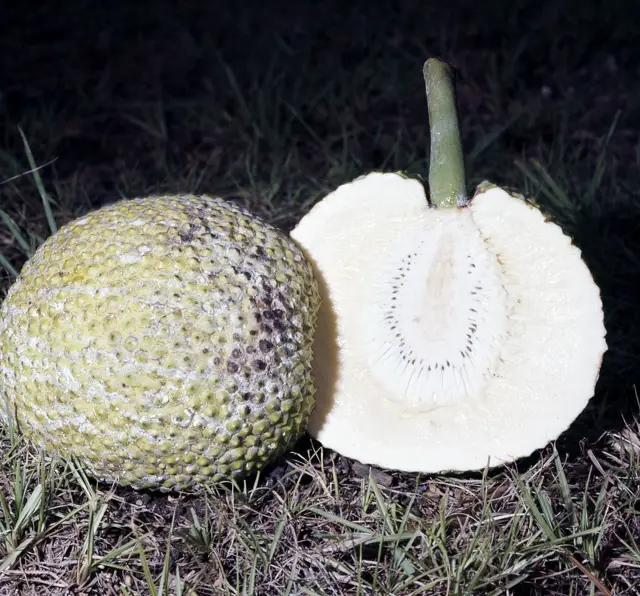 Breadfruit