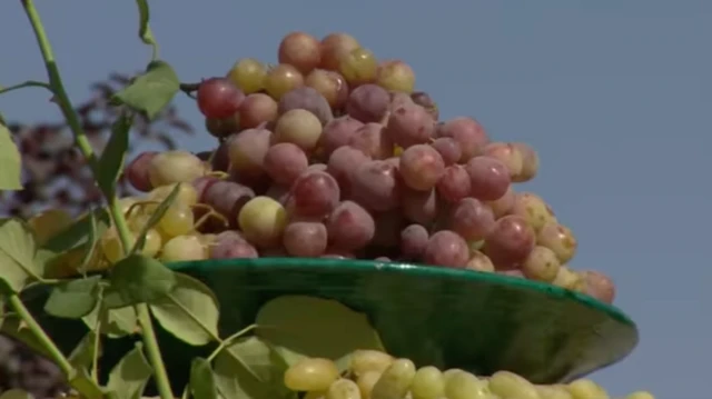 انگور سرخ در بشقاب سفالی کنار شاخه درخت