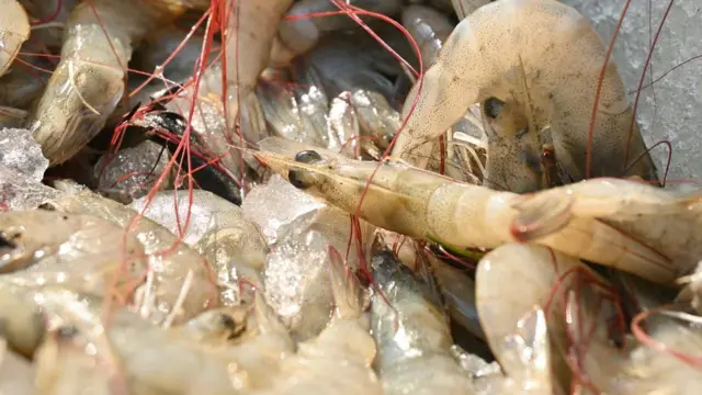 రొయ్యలు