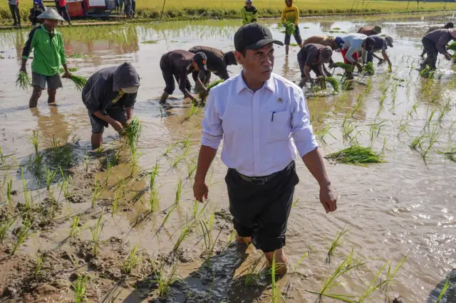 Menteri Pertanian Andi Amran Sulaiman, Proyek strategis nasional, food estate, merauke, papua selatan, buldoser