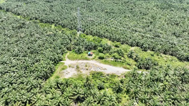 Gambar udara foto pondok Samria yang dikelilingi perkebunan sawit.