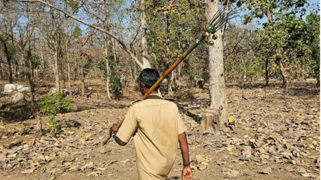ఎలుగుబంటి, పులులు, అడవులు, గిరిజనులు, అడవులు, వన్య ప్రాణుల సంరక్షణ