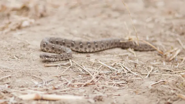 ફૂરસો (સો સ્કેલ્ડ વાઇપર)