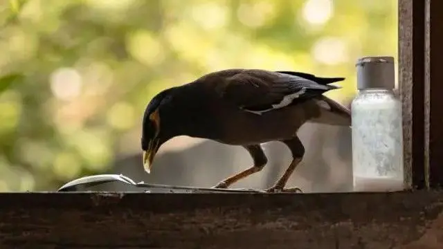 مینا گھروں کے در و دیوار پر نظر آتی ہے