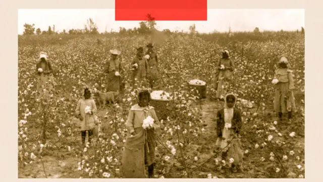 Fekete-fehér fénykép, amelyen fekete emberek láthatók, akik az 1900-as évek elején egy gyapotültetvényen dolgoznak
