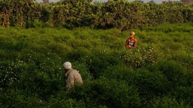 ਸੰਕੇਤਕ ਤਸਵੀਰ