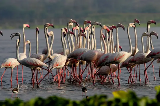 આજી-2 ડૅમમાં ગ્રેટર ફ્લેમિંગો (મોટા હંજ)ના એક ઝુંડની એપ્રિલ, 2014માં લેવાયેલી તસ્વીર. અશોક મશરુ કહે કે જળકુંભી ફેલાઈ જતા હવે આ પક્ષી આ ડેમમાં દેખાતા નથી. 