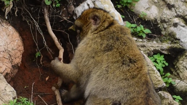 Un macaco, situado junto a raíces y tierra, sostiene tierra en su pata izquierda. Su espalda está orientada hacia la cámara.