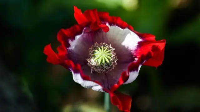 અફીણ મ્યાનમાર ખેતી