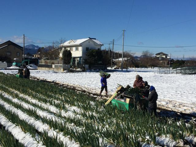 Trabalhadoresjogos blaze onlineplantaçãojogos blaze onlinecebolinha