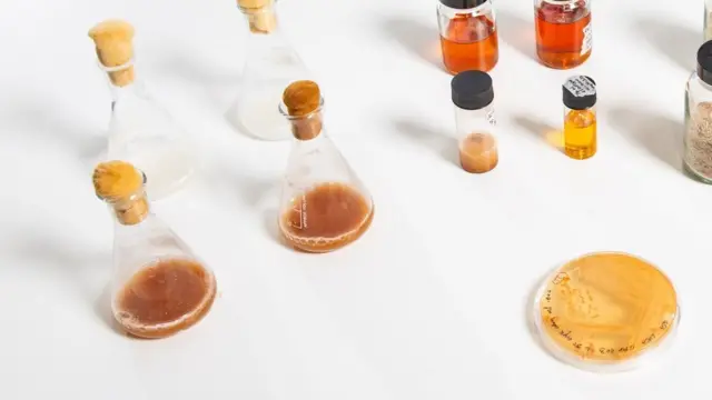 The yeast at Bath University, bottom right, and examples of its extracted oil 