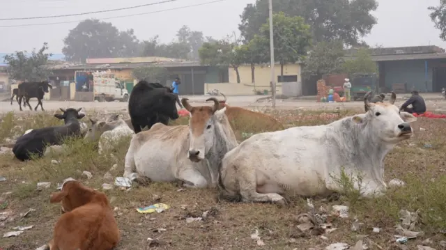 मंडी स्थल पर जहां कथित गौहत्या हुई वहां कई आवारा गायें रहती हैं