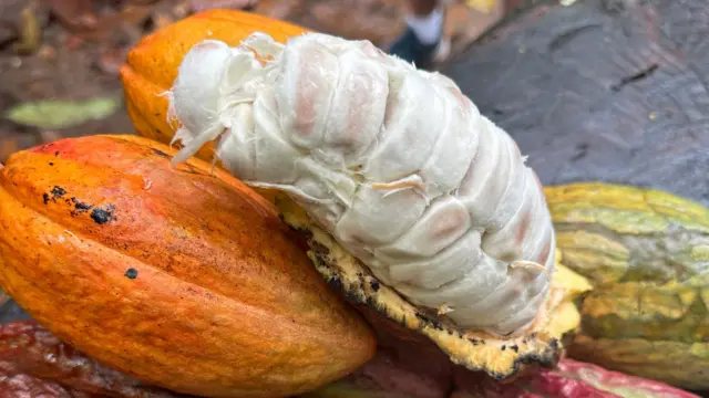 Fruto do cacau saudável