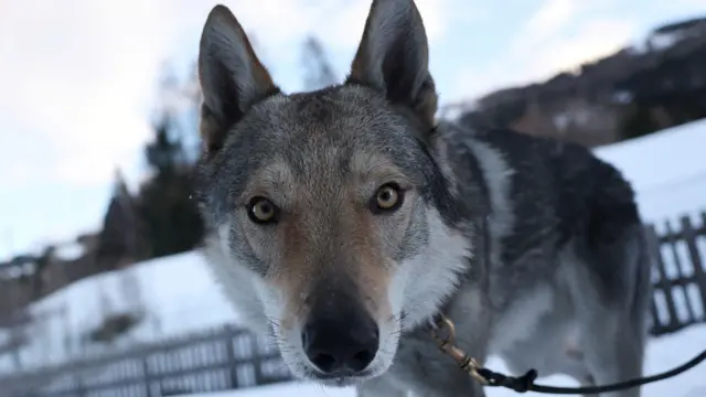 pas, pas na olimpijskim igrama, pas nazgul